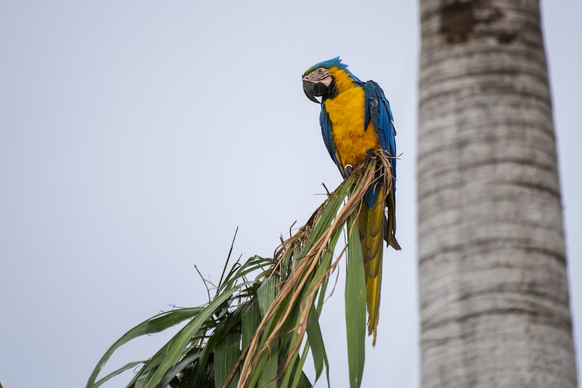 Blue-and-yellow Macaw - ML612129108