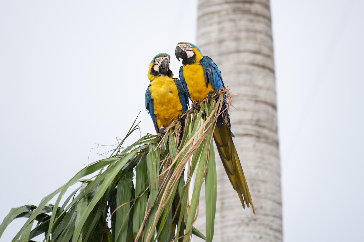 Blue-and-yellow Macaw - ML612129109