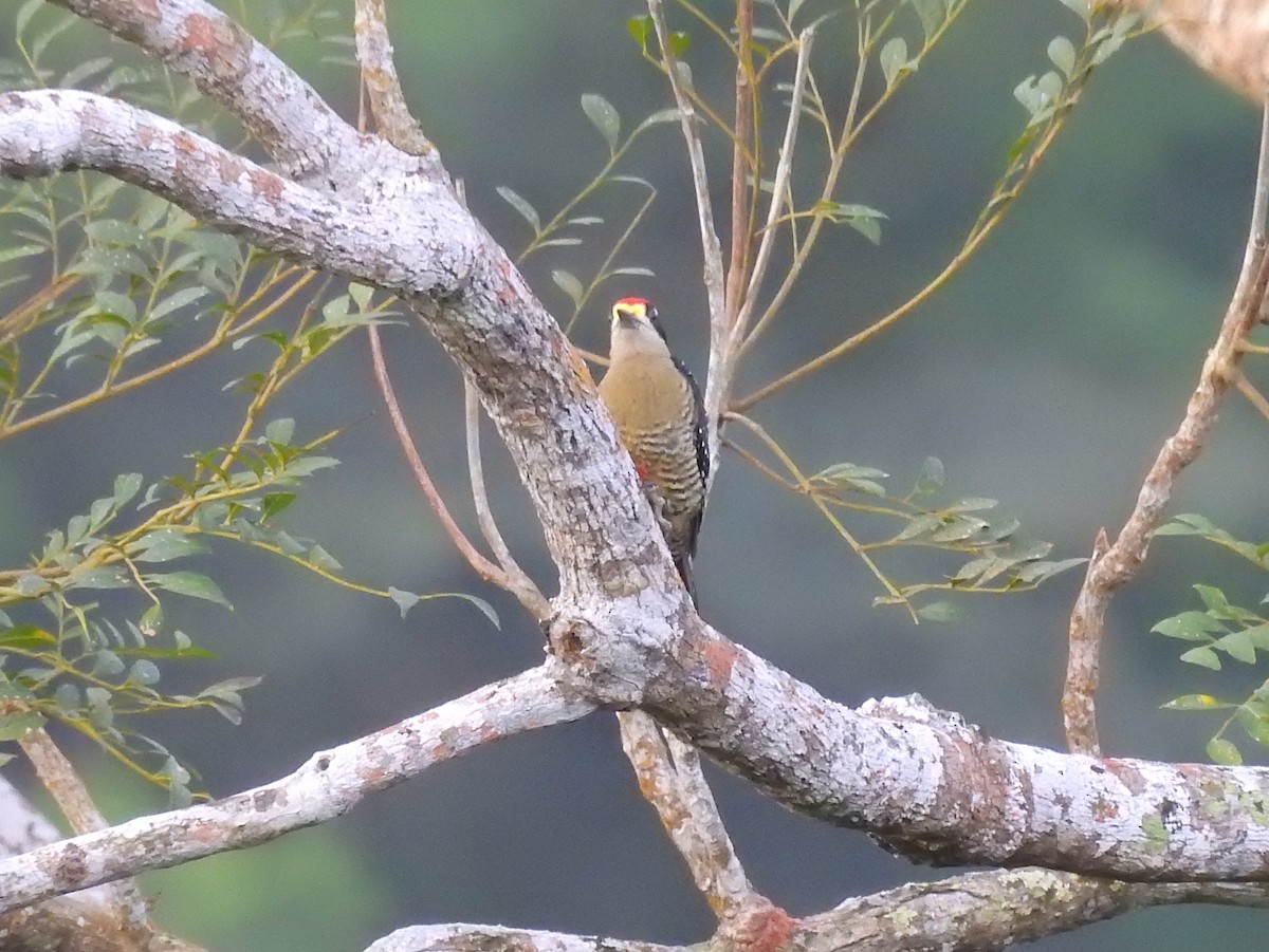 Black-cheeked Woodpecker - Carlos Torrijos