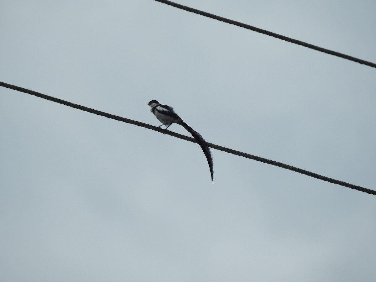 Pin-tailed Whydah - ML612129283