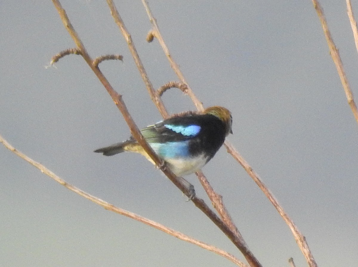 Golden-hooded Tanager - ML612129300