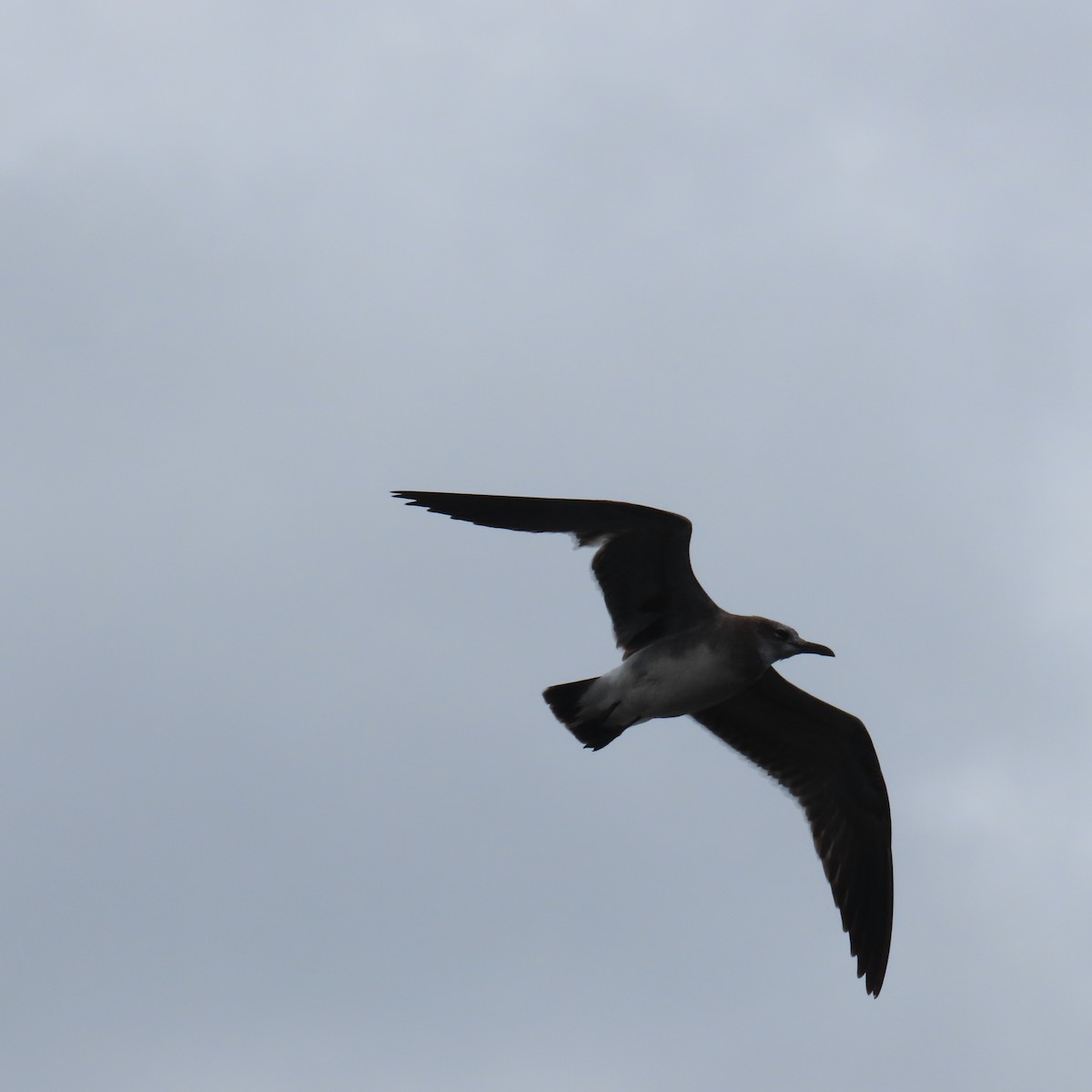 Laughing Gull - ML612129402