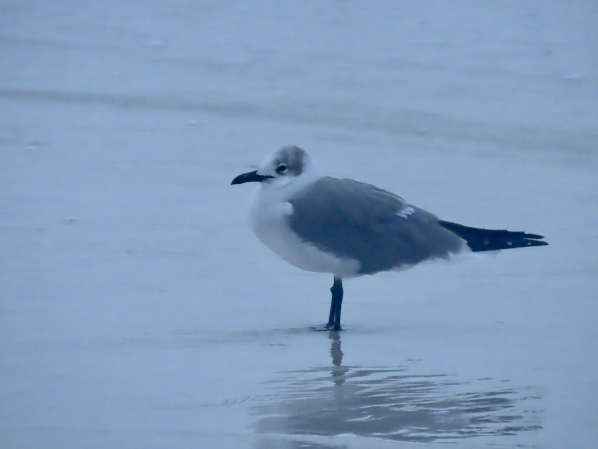 Laughing Gull - ML612129420