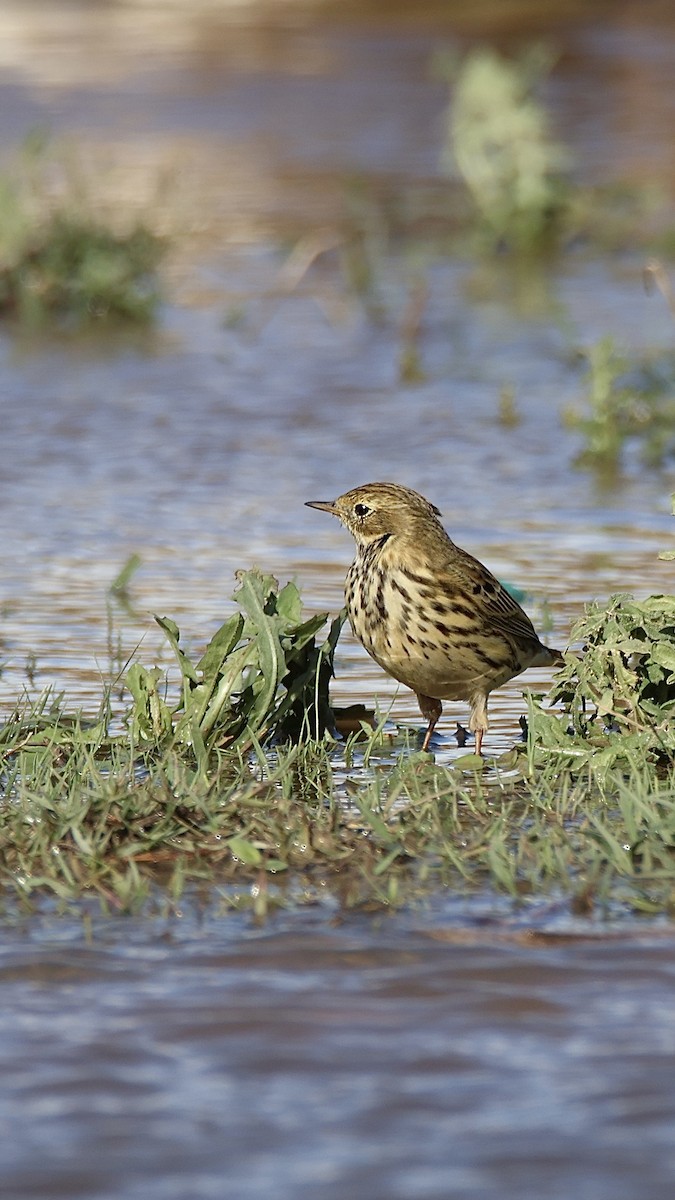 Meadow Pipit - ML612129440
