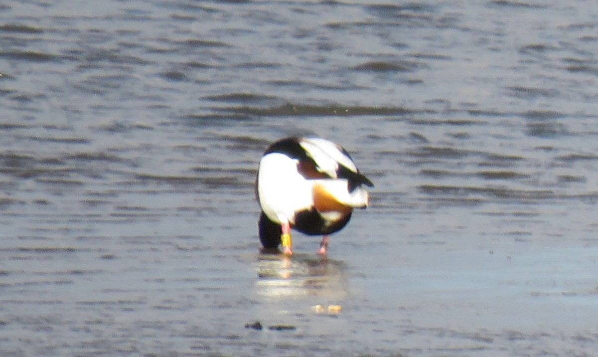 Common Shelduck - Robert Martin