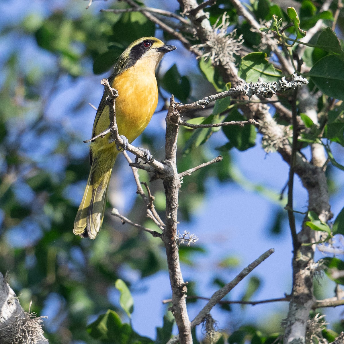 Olive Bushshrike - ML612129604