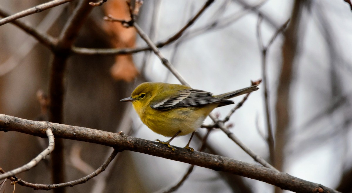 Pine Warbler - ML612129742