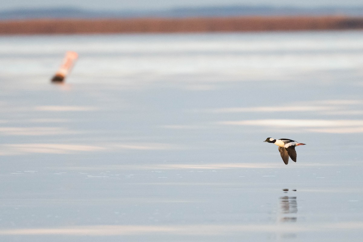 Bufflehead - ML612129829