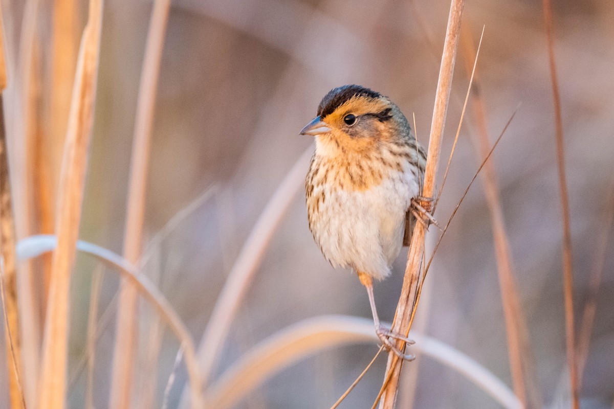 Nelson's Sparrow (Interior) - ML612129859