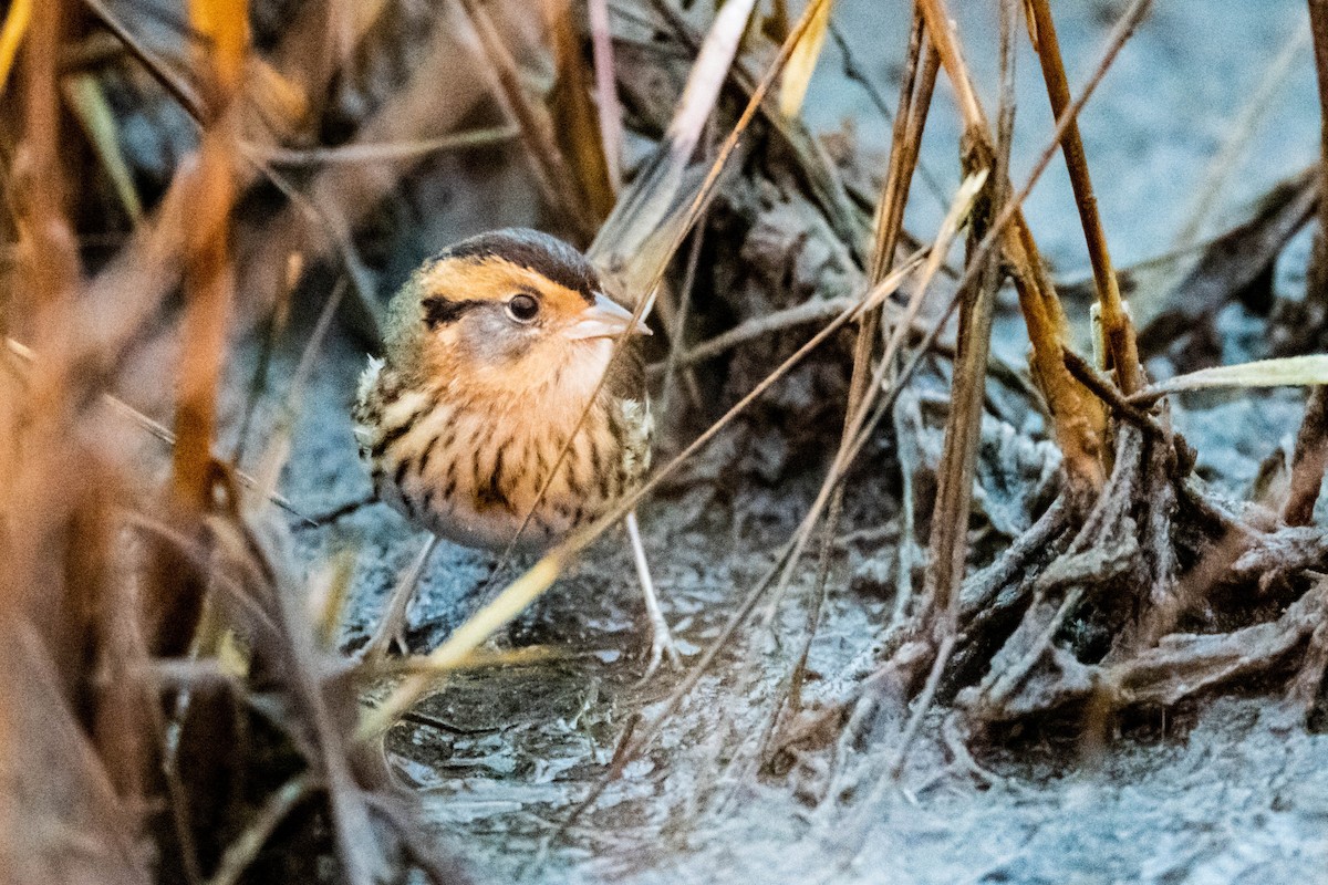 Nelson's Sparrow (Interior) - ML612129864