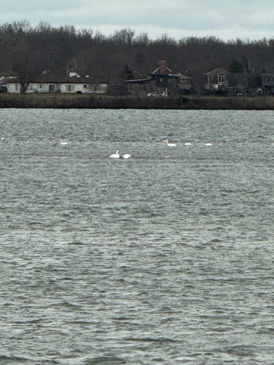 Tundra Swan - Michelle Hatch