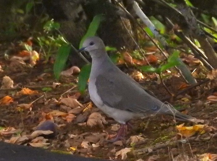 White-tipped Dove - ML612129979