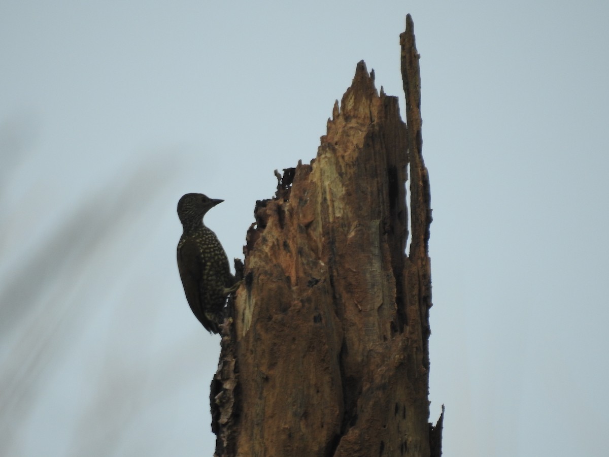 Buff-spotted Woodpecker - Colin Smith
