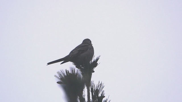 Townsend's Solitaire - ML612130049