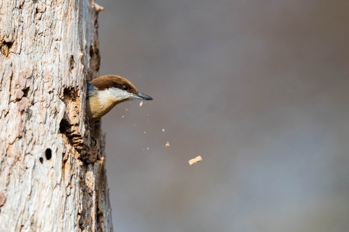 Brown-headed Nuthatch - ML612130064