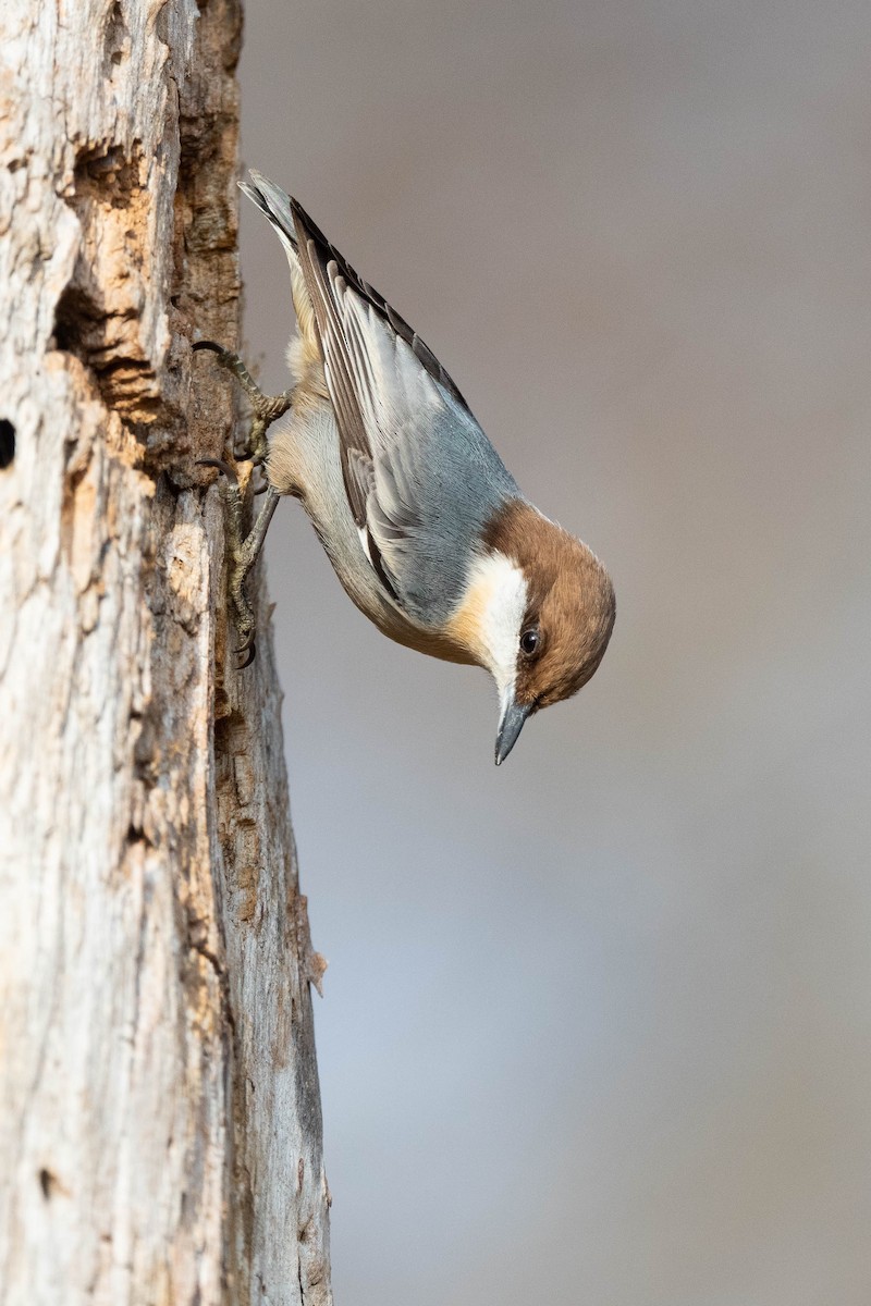 Brown-headed Nuthatch - ML612130065