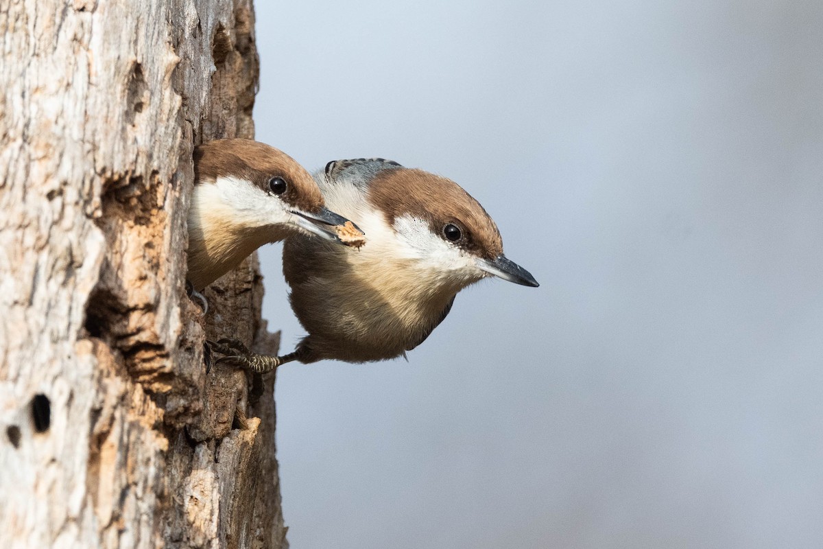 Brown-headed Nuthatch - ML612130066
