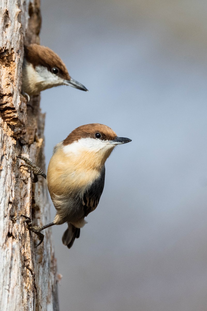 Brown-headed Nuthatch - ML612130067