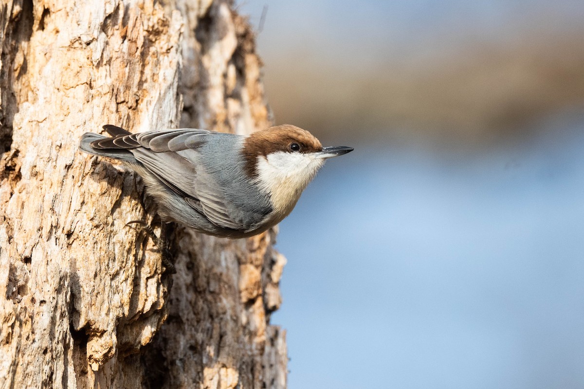 Brown-headed Nuthatch - ML612130068