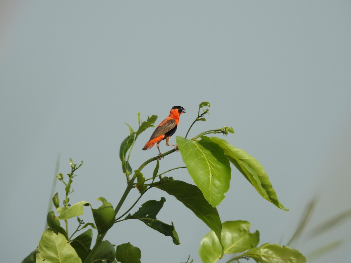 Northern Red Bishop - Colin Smith