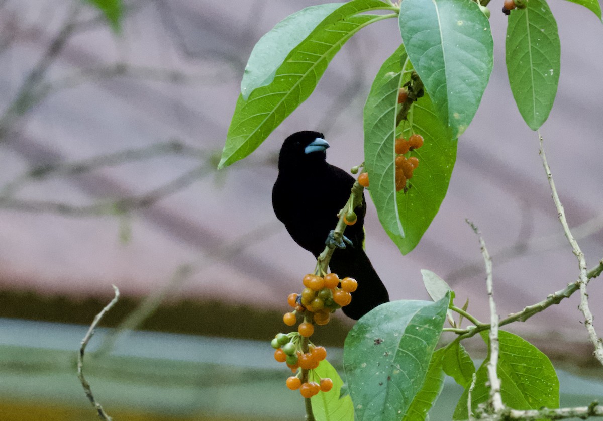 Flame-rumped Tanager - ML612130221