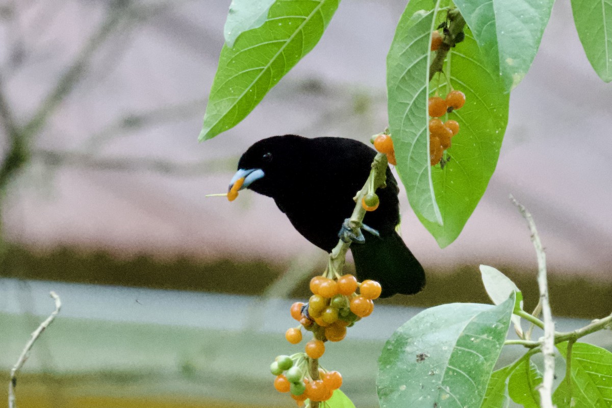 Flame-rumped Tanager - ML612130222