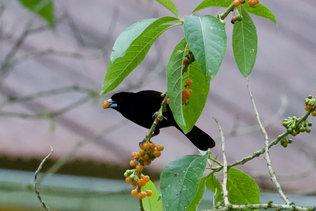Flame-rumped Tanager - ML612130224