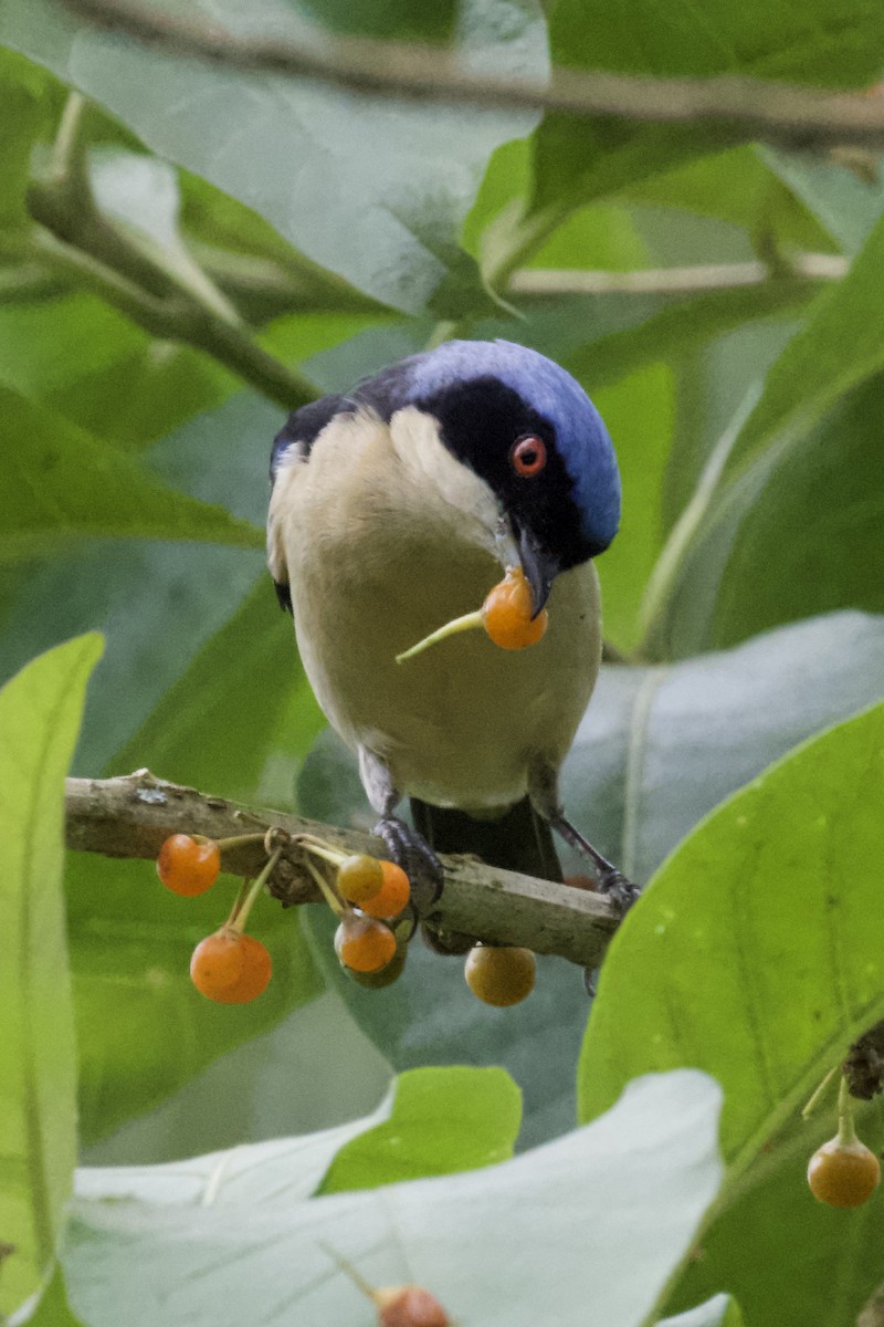 Fawn-breasted Tanager - ML612130249