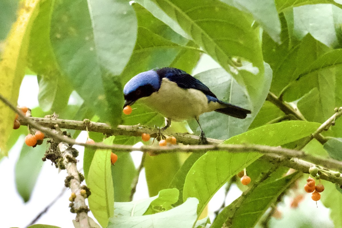 Fawn-breasted Tanager - ML612130250