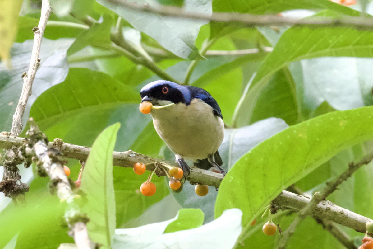 Fawn-breasted Tanager - ML612130251