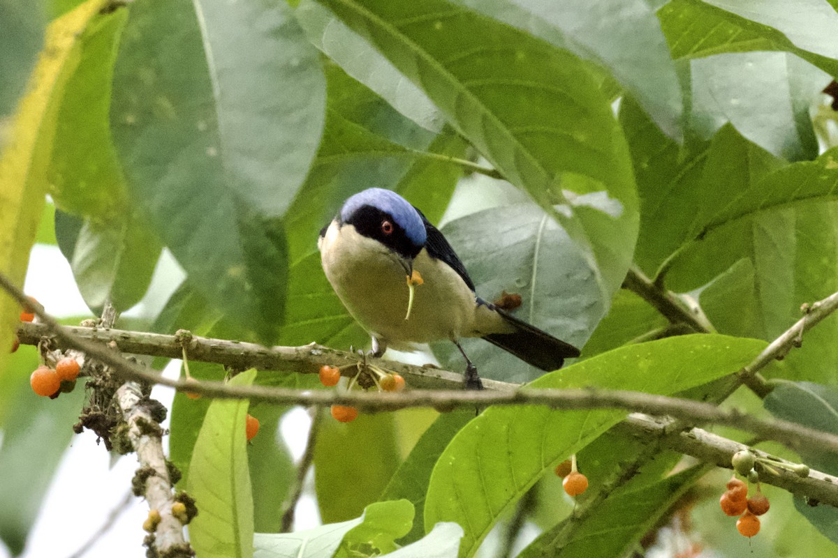 Fawn-breasted Tanager - ML612130252