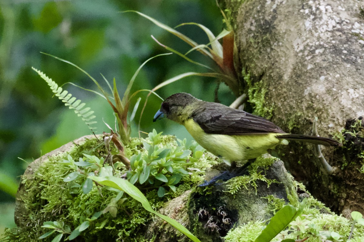 Flame-rumped Tanager - ML612130317