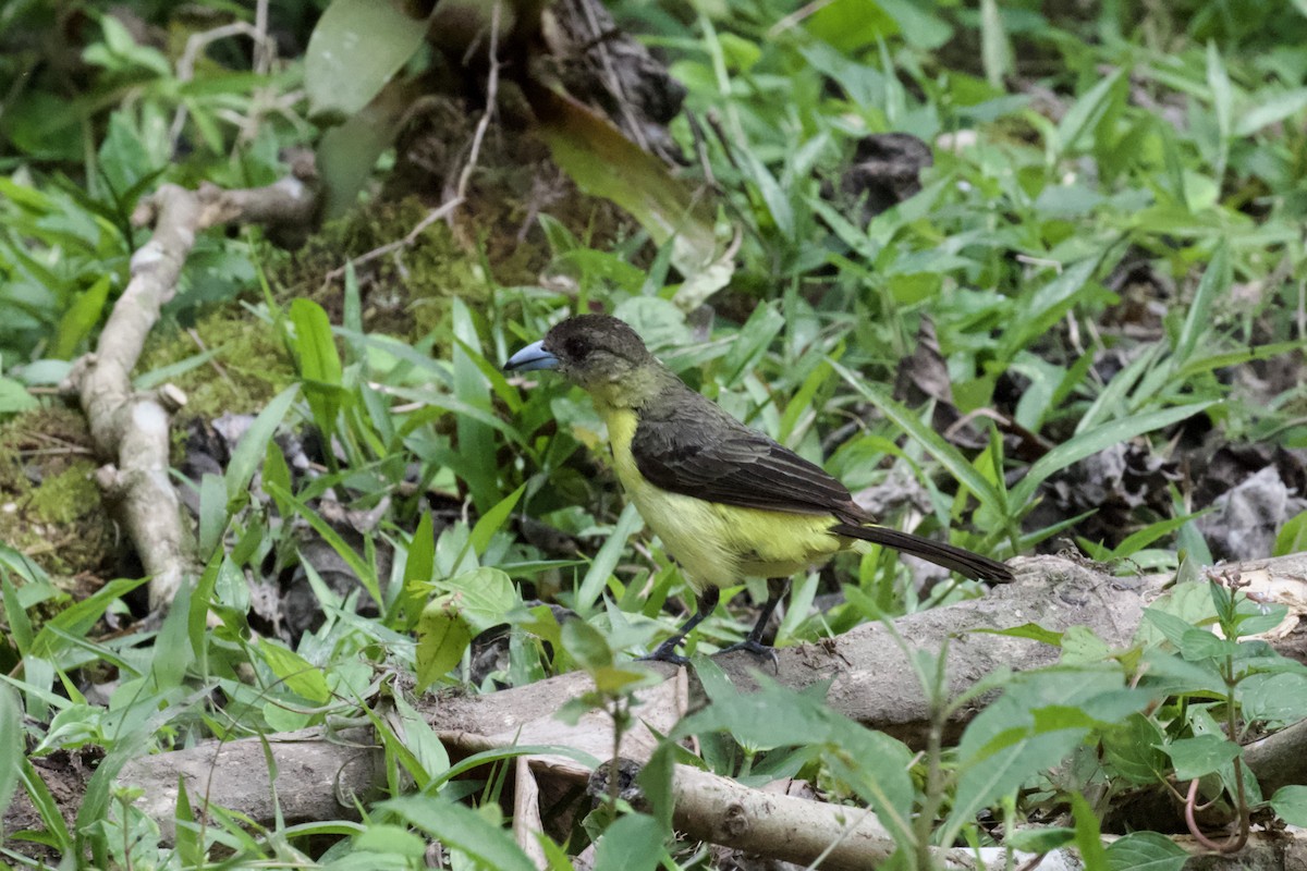 Flame-rumped Tanager - ML612130318