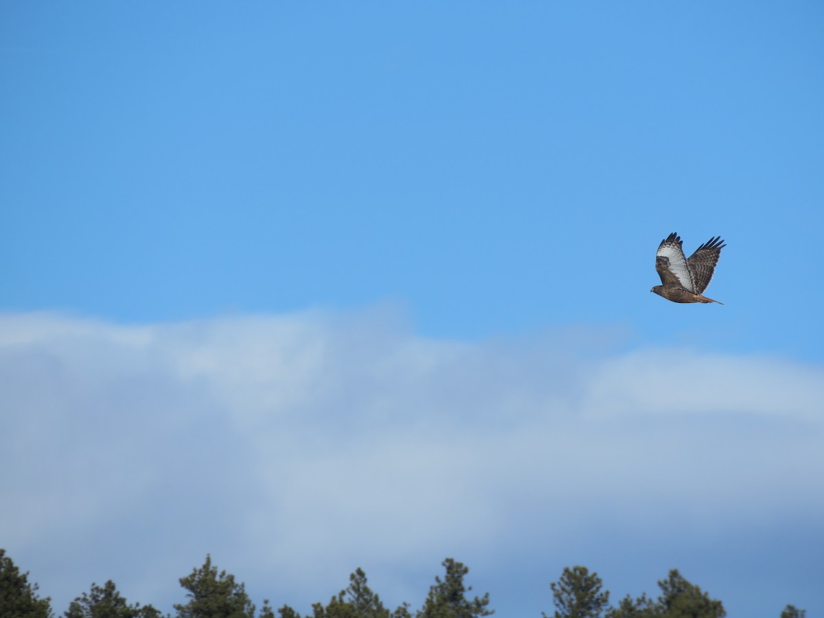 Red-tailed Hawk - ML612130331