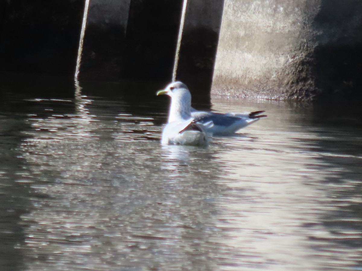 Black-legged Kittiwake - ML612130352