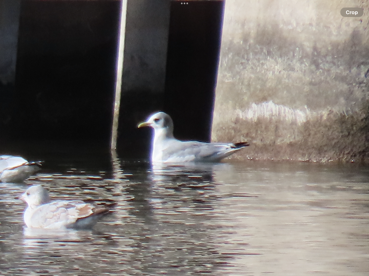 Black-legged Kittiwake - ML612130355