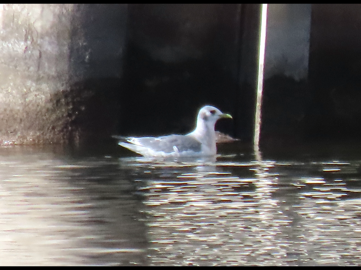 Black-legged Kittiwake - ML612130356