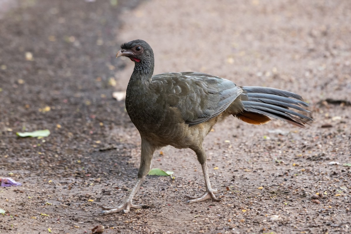 Chachalaca Charata - ML612130412