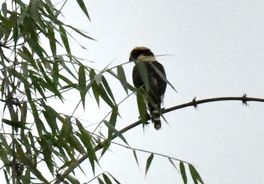 Laughing Falcon - ML612130493