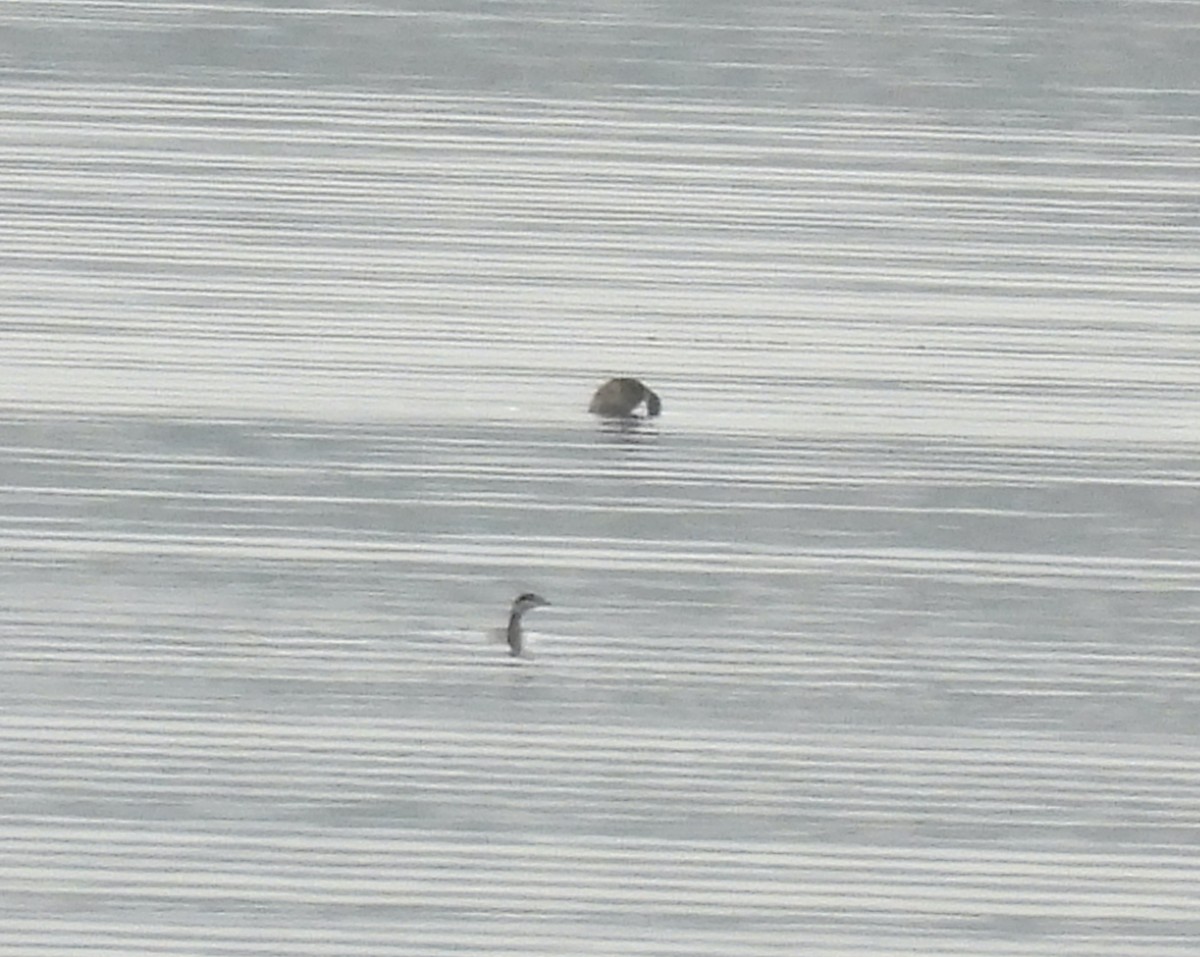 Horned Grebe - Luís Reino