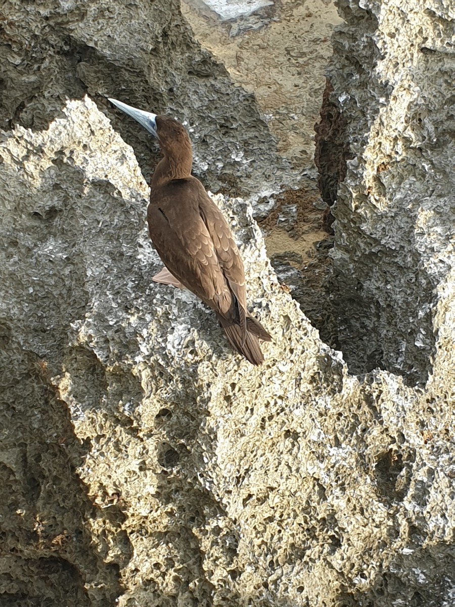 Brown Booby - ML612130636