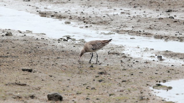 Bar-tailed Godwit (Siberian) - ML612130653