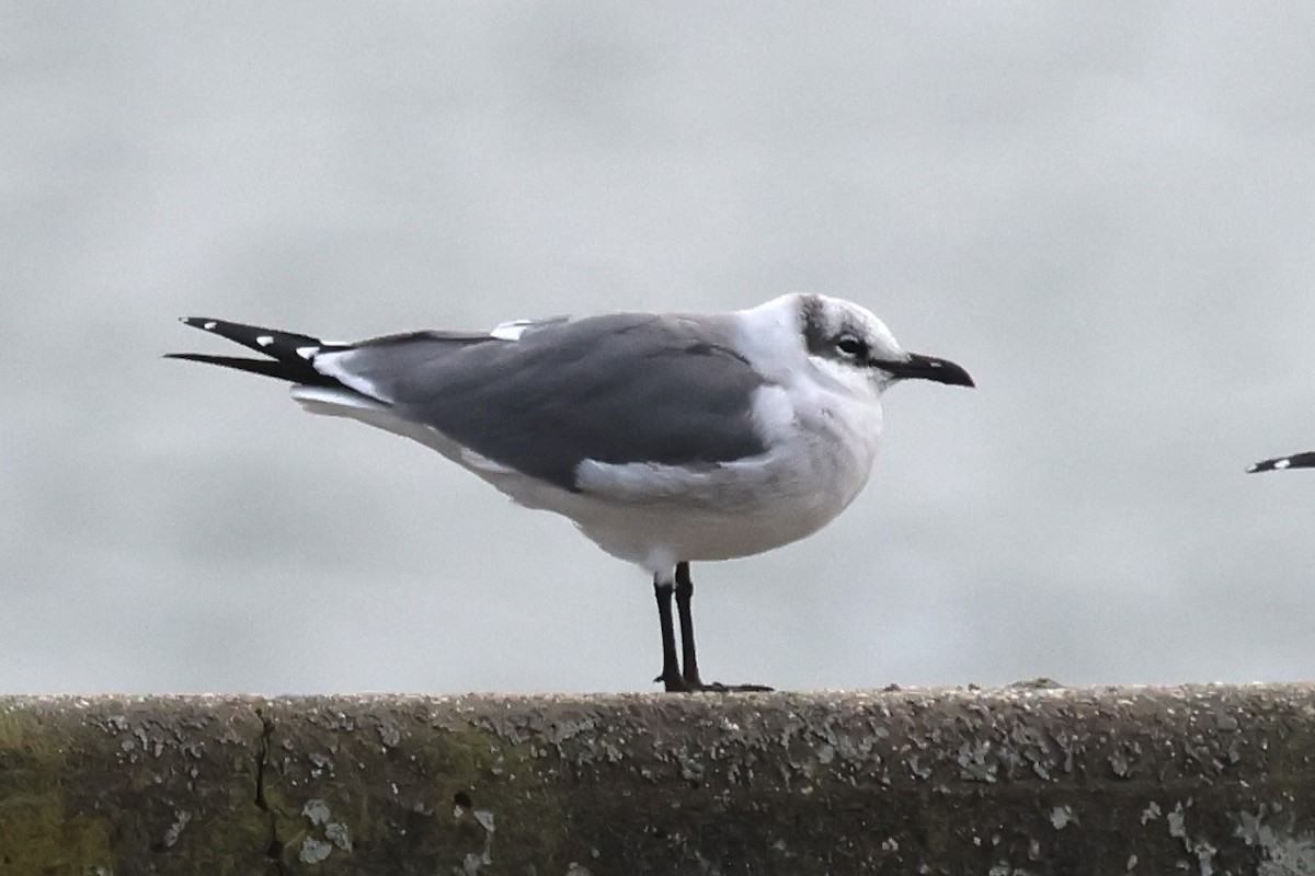 Laughing Gull - ML612130784