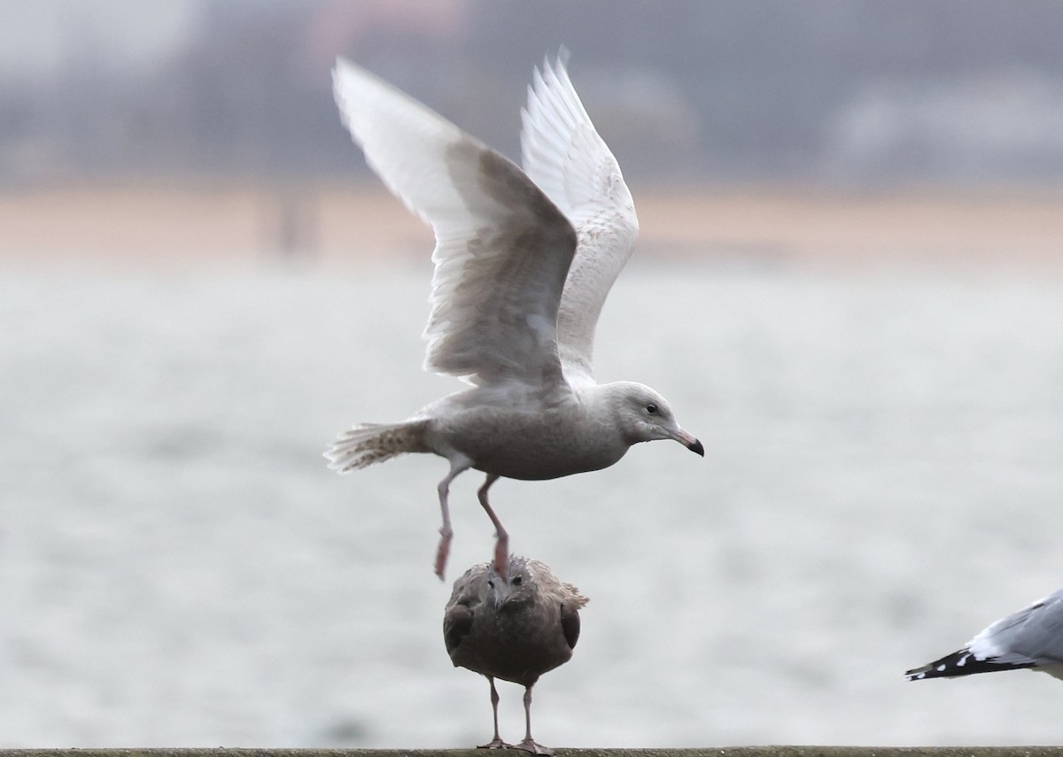 Glaucous Gull - ML612130796