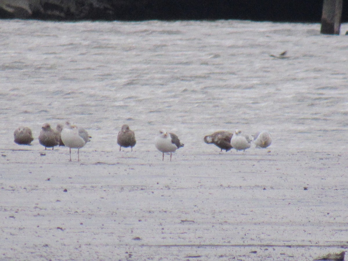 Lesser Black-backed Gull - ML612130819