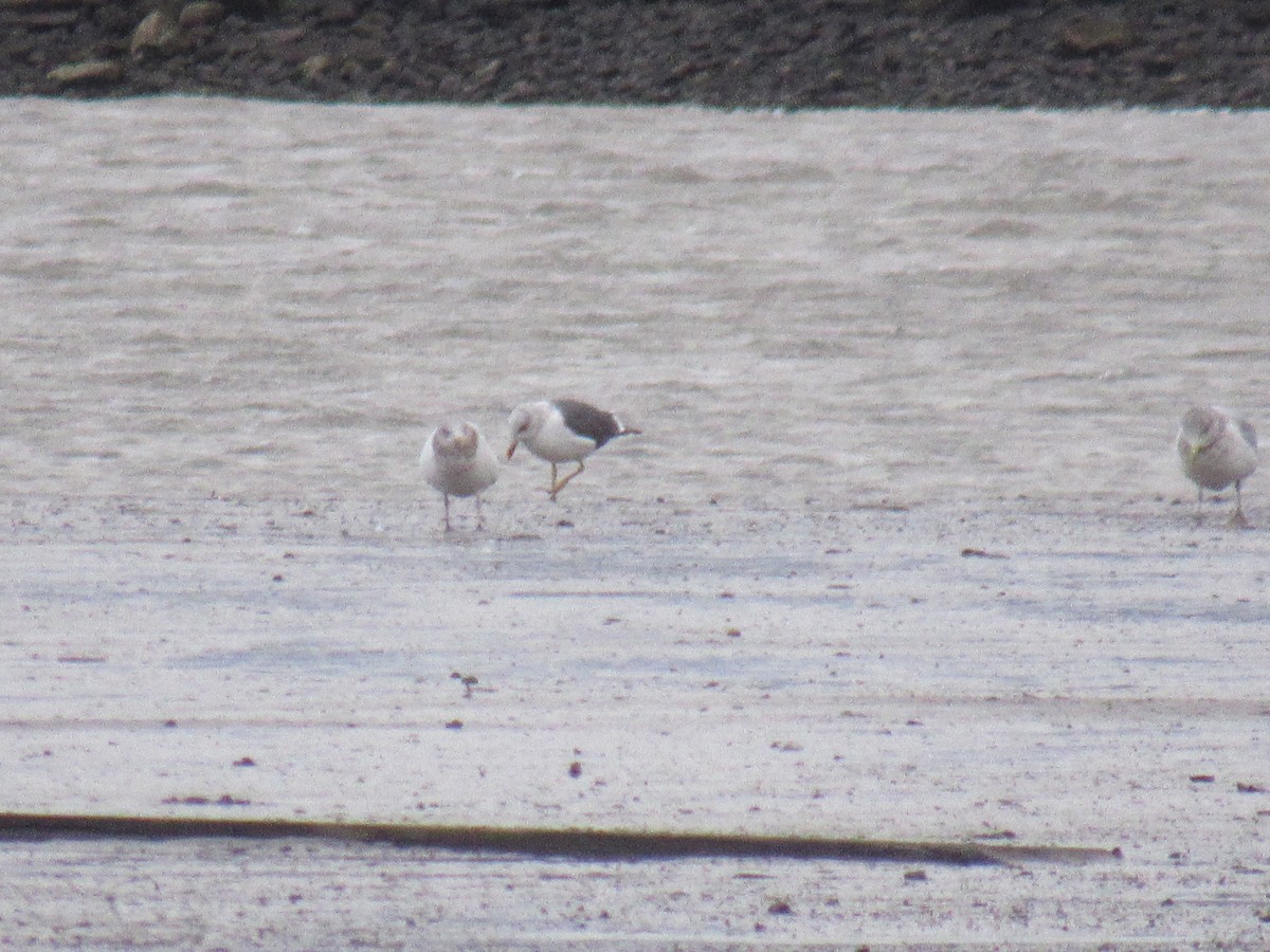 Lesser Black-backed Gull - ML612130821