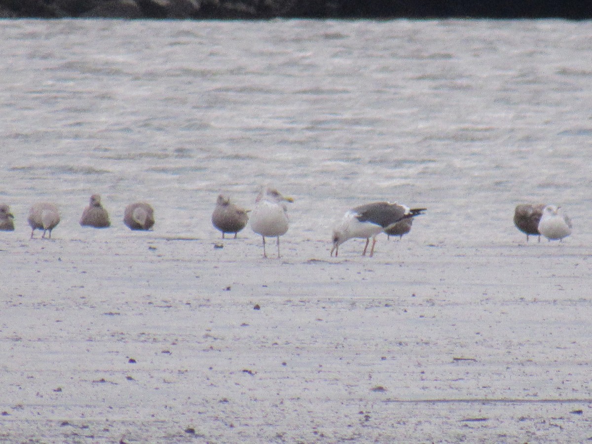 Lesser Black-backed Gull - ML612130822