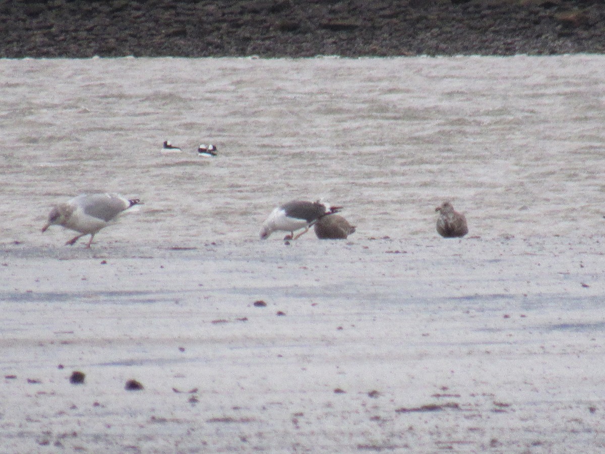 Lesser Black-backed Gull - ML612130823