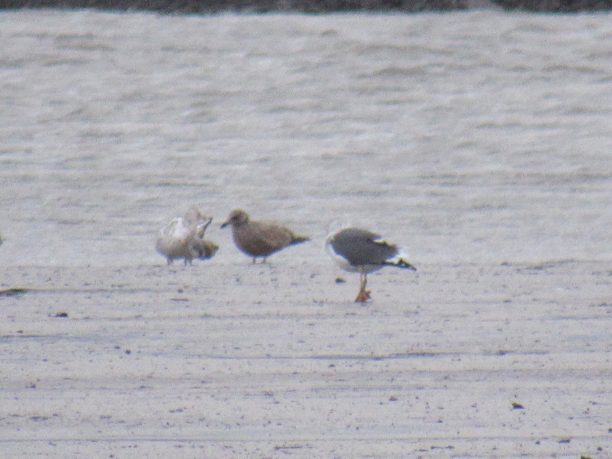 Lesser Black-backed Gull - ML612130825