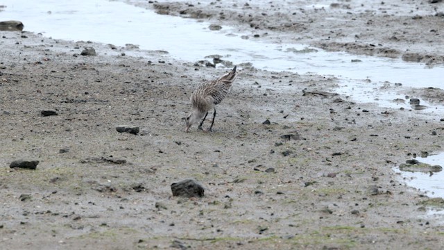 Bar-tailed Godwit (Siberian) - ML612130843